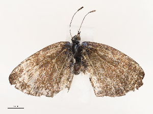  ( - CBG-B21229-D10)  @11 [ ] CreativeCommons - Attribution Share - Alike (2025) CBG Photography Group Centre for Biodiversity Genomics