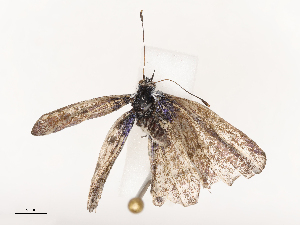  ( - CBG-B21229-D11)  @11 [ ] CreativeCommons - Attribution Share - Alike (2025) CBG Photography Group Centre for Biodiversity Genomics