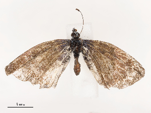  ( - CBG-B21229-D12)  @11 [ ] CreativeCommons - Attribution Share - Alike (2025) CBG Photography Group Centre for Biodiversity Genomics