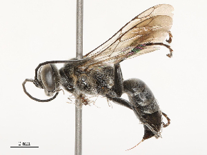  ( - CBG-B21231-D11)  @11 [ ] CreativeCommons - Attribution Share - Alike (2025) CBG Photography Group Centre for Biodiversity Genomics