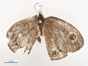  ( - CBG-B21232-D01)  @11 [ ] CreativeCommons - Attribution Share - Alike (2025) CBG Photography Group Centre for Biodiversity Genomics