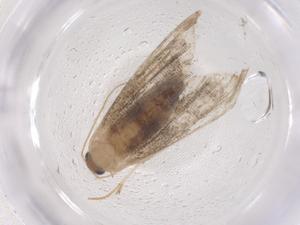  ( - CBG-B21289-G11)  @11 [ ] CreativeCommons - Attribution Share - Alike (2025) Centre for Biodiversity Genomics Centre for Biodiversity Genomics