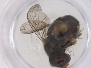  ( - CBG-B21291-D09)  @11 [ ] CreativeCommons - Attribution Share - Alike (2025) Centre for Biodiversity Genomics Centre for Biodiversity Genomics