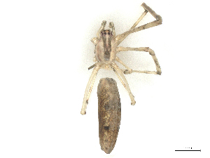  ( - CBG-B21313-H09)  @11 [ ] CreativeCommons - Attribution Share - Alike (2025) CBG Photography Group Centre for Biodiversity Genomics