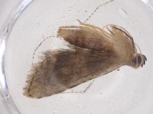  ( - CBG-B21381-G08)  @11 [ ] CreativeCommons - Attribution Share - Alike (2025) Centre for Biodiversity Genomics Centre for Biodiversity Genomics