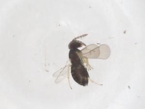  (Coccophagus pulvinariae - CBG-B23252-A02)  @11 [ ] CreativeCommons - Attribution Share - Alike (2025) Centre for Biodiversity Genomics Centre for Biodiversity Genomics