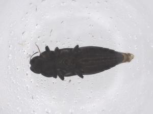  ( - CBG-B23335-G07)  @11 [ ] CreativeCommons - Attribution Share - Alike (2025) Centre for Biodiversity Genomics Centre for Biodiversity Genomics