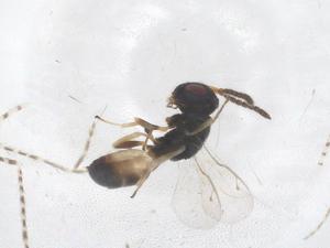  ( - CBG-B12862-E11)  @11 [ ] CreativeCommons - Attribution Share - Alike (2025) Centre for Biodiversity Genomics Centre for Biodiversity Genomics