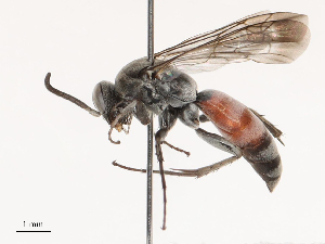  ( - CBG-B19173-B02)  @11 [ ] CreativeCommons - Attribution Share - Alike (2025) CBG Photography Group Centre for Biodiversity Genomics