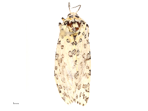  ( - CBG-B21315-C05)  @11 [ ] CreativeCommons - Attribution Share - Alike (2025) CBG Photography Group Centre for Biodiversity Genomics