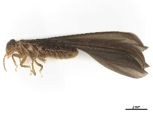  (Nasutitermes latifrons - CBG-B21315-H11)  @11 [ ] CreativeCommons - Attribution Share - Alike (2025) CBG Photography Group Centre for Biodiversity Genomics
