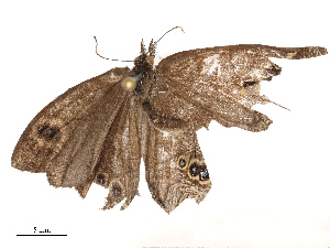  ( - CBG-B23307-F06)  @11 [ ] CreativeCommons - Attribution Share - Alike (2025) CBG Photography Group Centre for Biodiversity Genomics