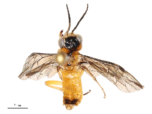  ( - CBG-B23322-A12)  @11 [ ] CreativeCommons - Attribution Share - Alike (2025) CBG Photography Group Centre for Biodiversity Genomics