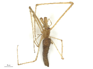  ( - CBG-B23322-H06)  @11 [ ] CreativeCommons - Attribution Share - Alike (2025) CBG Photography Group Centre for Biodiversity Genomics