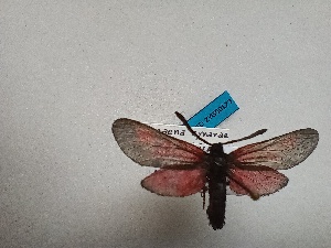  ( - GIRAZ_ED0173)  @11 [ ] Copyright (2024) Drouet Eric Research Collection of Eric Drouet