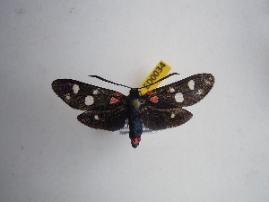  ( - GIRAZ_ED0034)  @11 [ ] Copyright (2023) Drouet Eric Research Collection of Eric Drouet