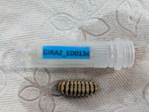  ( - GIRAZ_ED0134)  @11 [ ] CC0 (2025) Rodolphe Rougerie Museum national d'Histoire naturelle, Paris