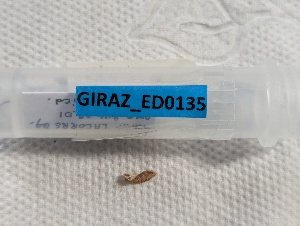  ( - GIRAZ_ED0135)  @11 [ ] CC0 (2025) Rodolphe Rougerie Museum national d'Histoire naturelle, Paris