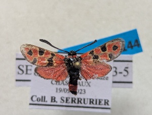  ( - GIRAZ_ED0144)  @11 [ ] CC0 (2025) Rodolphe Rougerie Museum national d'Histoire naturelle, Paris