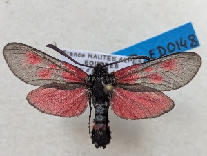  ( - GIRAZ_ED0148)  @11 [ ] CC0 (2025) Rodolphe Rougerie Museum national d'Histoire naturelle, Paris