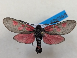  ( - GIRAZ_ED0149)  @11 [ ] CC0 (2025) Rodolphe Rougerie Museum national d'Histoire naturelle, Paris