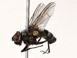  ( - BIOUG56895-A10)  @11 [ ] CreativeCommons - Attribution (2021) CBG Photography Group Centre for Biodiversity Genomics