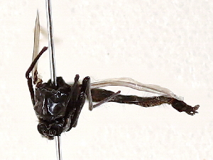  ( - BIOUG56895-C04)  @11 [ ] CreativeCommons - Attribution (2021) CBG Photography Group Centre for Biodiversity Genomics
