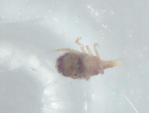  (Spinibdellinae - BIOUG75638-A08)  @11 [ ] CreativeCommons - Attribution (2021) Centre for Biodiversity Genomics Centre for Biodiversity Genomics