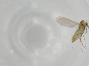  ( - BIOUG91048-A04)  @11 [ ] CreativeCommons - Attribution (2022) Centre for Biodiversity Genomics Centre for Biodiversity Genomics