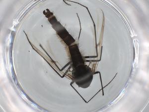  ( - BIOUG95404-G01)  @11 [ ] CreativeCommons - Attribution (2022) Centre for Biodiversity Genomics Centre for Biodiversity Genomics