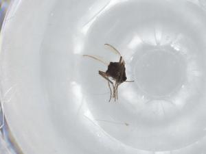  ( - BIOUG95404-G08)  @11 [ ] CreativeCommons - Attribution (2022) Centre for Biodiversity Genomics Centre for Biodiversity Genomics