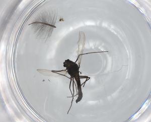  ( - BIOUG95404-H11)  @11 [ ] CreativeCommons - Attribution (2022) Centre for Biodiversity Genomics Centre for Biodiversity Genomics