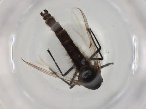  ( - BIOUG95405-B08)  @11 [ ] CreativeCommons - Attribution (2022) Centre for Biodiversity Genomics Centre for Biodiversity Genomics