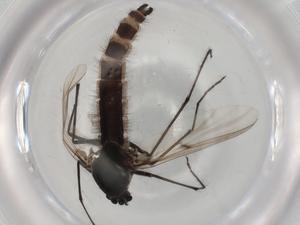  ( - BIOUG95405-G03)  @11 [ ] CreativeCommons - Attribution (2022) Centre for Biodiversity Genomics Centre for Biodiversity Genomics