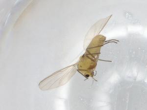  ( - BIOUG95408-C04)  @11 [ ] CreativeCommons - Attribution (2022) Centre for Biodiversity Genomics Centre for Biodiversity Genomics