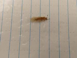  ( - IU-INHS-660588)  @11 [ ] Unspecified (default): All Rights Reserved (2019) Unspecified Cornell University