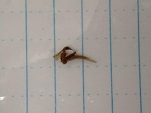  ( - IU-INHS-660987)  @11 [ ] Copyright (2019) Jose Andres Cornell Univeristy- Department of Ecology and Evolutionary Biology