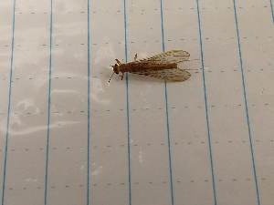  ( - IU-INHS-661070)  @11 [ ] Unspecified (default): All Rights Reserved (2019) Unspecified Cornell University