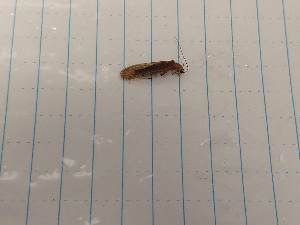  ( - IU-INHS-862101)  @11 [ ] Unspecified (default): All Rights Reserved (2019) Unspecified Cornell University