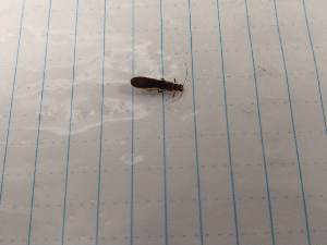 ( - IU-INHS-862789)  @11 [ ] Unspecified (default): All Rights Reserved (2019) Unspecified Cornell University