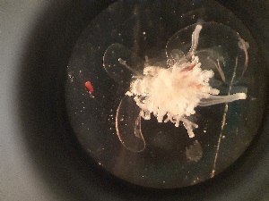  (Apolemia sp - GL0011)  @11 [ ] CreativeCommons - Attribution Non-Commercial Share-Alike (2025) Unspecified Firum