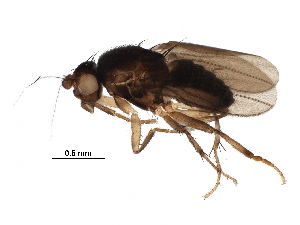  (Sclerocoelus dasysternum - BIOUG27773-D06)  @14 [ ] CreativeCommons - Attribution (2016) CBG Photography Group Centre for Biodiversity Genomics