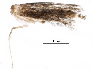  ( - BIOUG28000-C01)  @13 [ ] CreativeCommons - Attribution (2016) CBG Photography Group Centre for Biodiversity Genomics