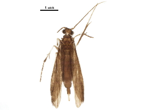  ( - BIOUG28044-C01)  @11 [ ] CreativeCommons - Attribution (2018) CBG Photography Group Centre for Biodiversity Genomics