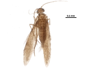  ( - BIOUG28070-A05)  @11 [ ] CreativeCommons - Attribution (2018) CBG Photography Group Centre for Biodiversity Genomics
