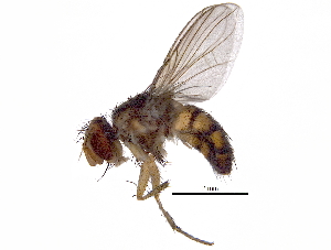  (Ceromya Janzen02 - BIOUG28011-H07)  @14 [ ] CreativeCommons - Attribution (2016) CBG Photography Group Centre for Biodiversity Genomics