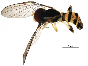  ( - BIOUG28180-A08)  @11 [ ] CreativeCommons - Attribution (2017) CBG Photography Group Centre for Biodiversity Genomics