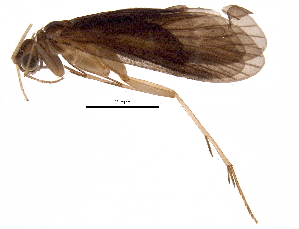  (Chimarra aureopunctata - BIOUG28180-B05)  @14 [ ] CreativeCommons - Attribution (2016) CBG Photography Group Centre for Biodiversity Genomics