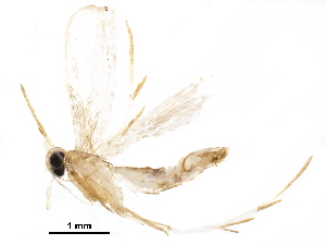  ( - BIOUG28283-A12)  @13 [ ] CreativeCommons - Attribution (2016) CBG Photography Group Centre for Biodiversity Genomics