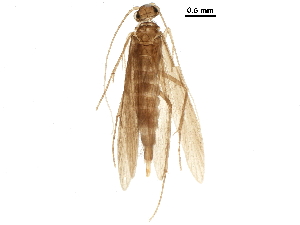  ( - BIOUG28344-B02)  @11 [ ] CreativeCommons - Attribution (2018) CBG Photography Group Centre for Biodiversity Genomics